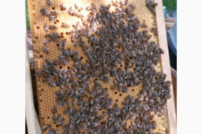 Пропоную бджолині матки Карпатської породи – особливі умови для оптових покупців- фото № 2