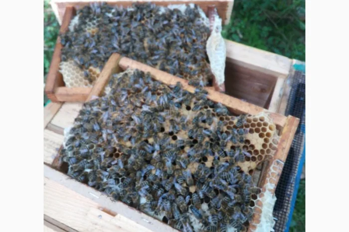 Пропоную бджолині матки Карпатської породи – особливі умови для оптових покупців- фото № 8