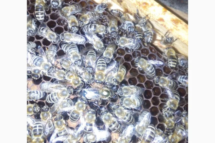 Пропоную бджолині матки Карпатської породи – особливі умови для оптових покупців- фото № 9