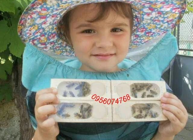 Матки "карпатка" 2024- фото № 1