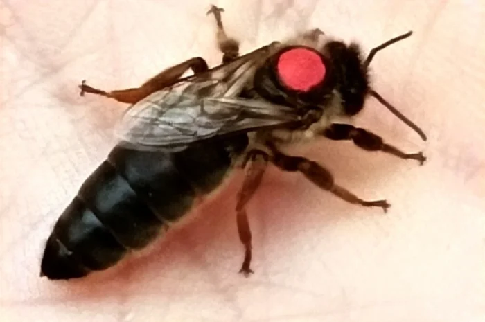 Матки "карпатка" 2024- фото № 2