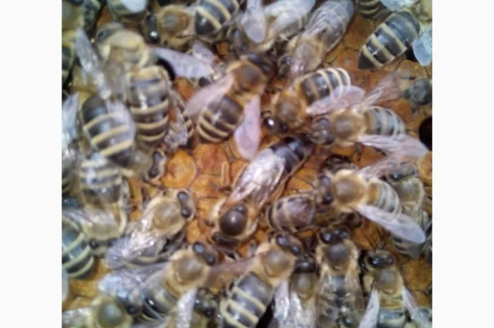 Бджоломатки високопродуктивні- фото № 3