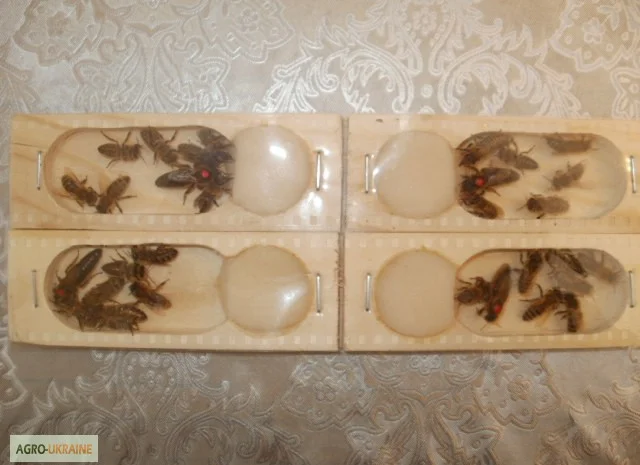 Плідні матки "КАРПАТКА" 2024- фото № 3