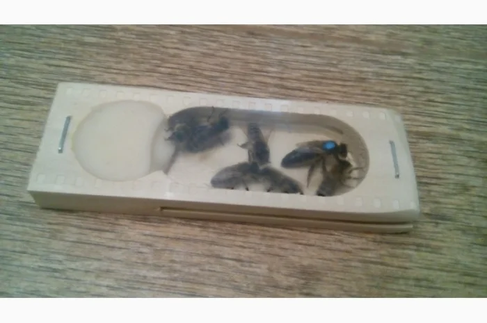 Плідні матки "КАРПАТКА" 2024- фото № 4