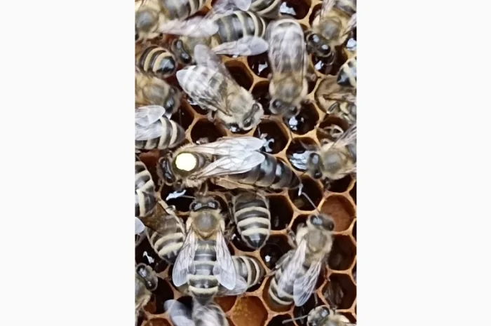 Плідні матки "КАРПАТКА" 2024- фото № 2