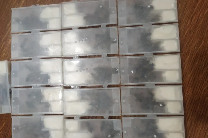 Плідні матки карпатки- фото № 1