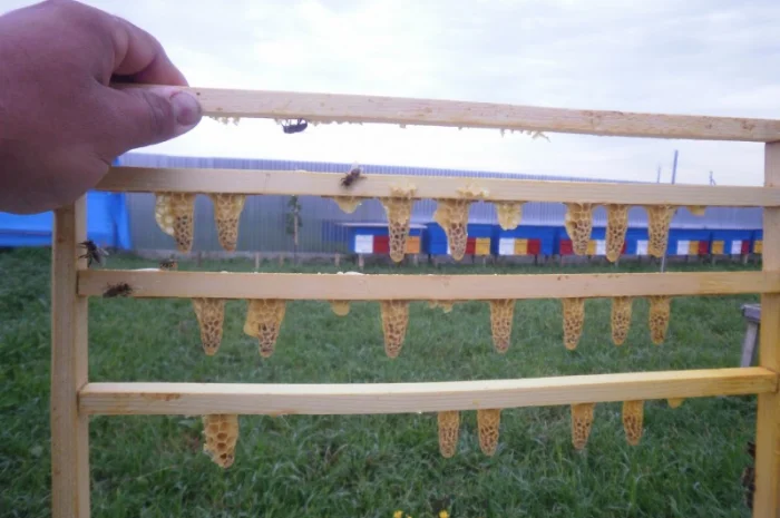 Високоякісні бджоли – матки карпатки від провідного розплідника Закарпаття- фото № 3