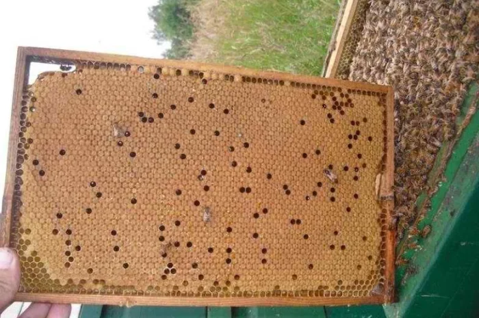 Продаж маток "Карніка"- фото № 1