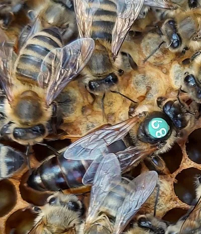 Carnica- фото № 4