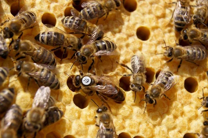 Carnica- фото № 5