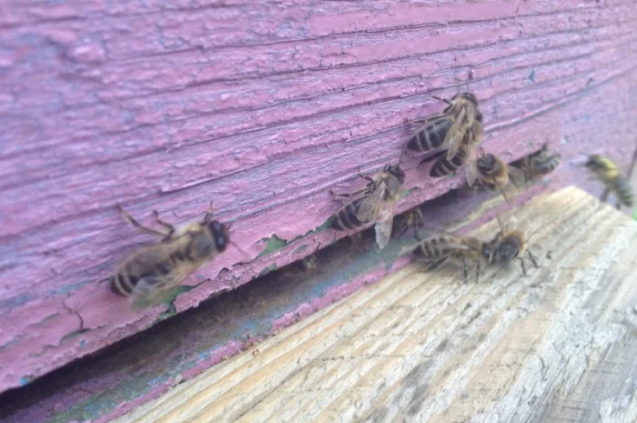 Пчеломатки Карника – разные линии- фото № 1