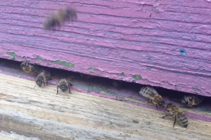 Пчеломатки Бакфаст- фото № 1