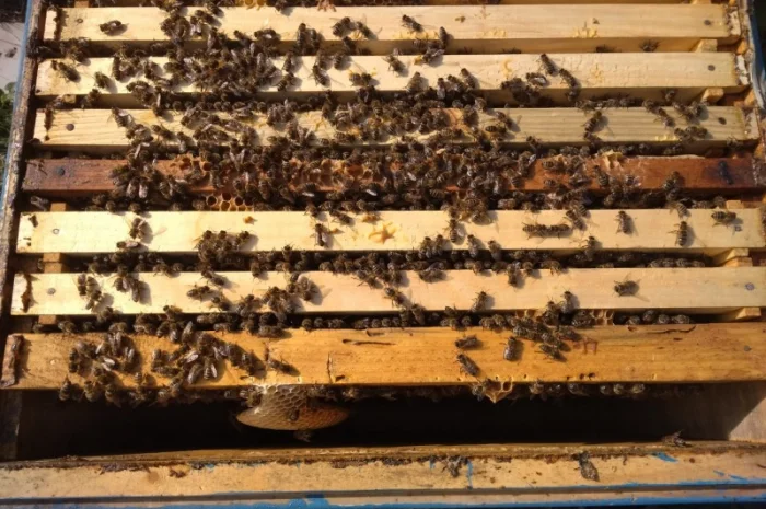 Пчеломатки ИО карника, мигрельская популяция кавказской линии- фото № 2