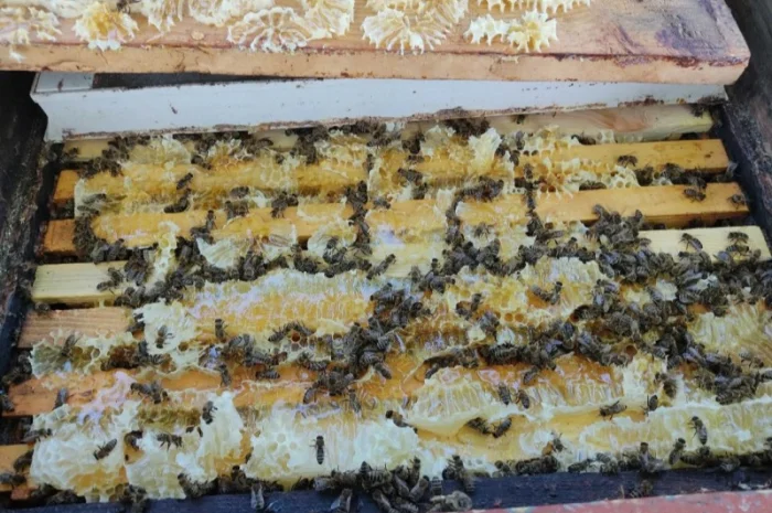 Пчеломатки Карпатки – високоякісні бджоло матки- фото № 6