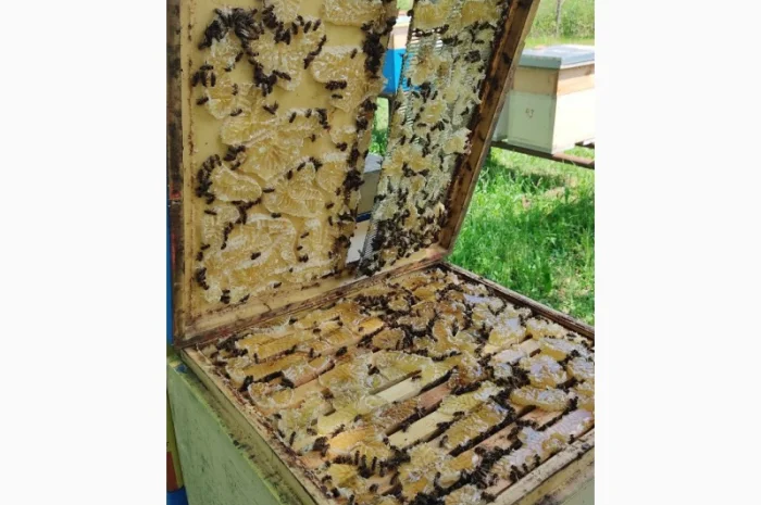 Пчеломатки Карпатки – високоякісні бджоло матки- фото № 3