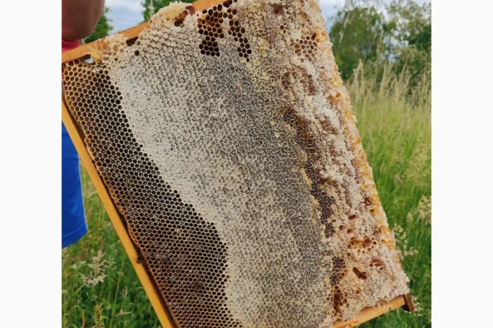 Пчеломатки Карпатки – високоякісні бджоло матки- фото № 4