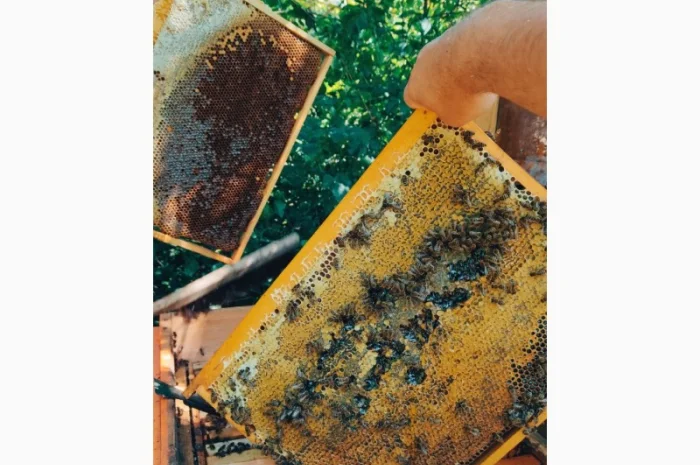 Пчеломатки Карпатки – високоякісні бджоло матки- фото № 5