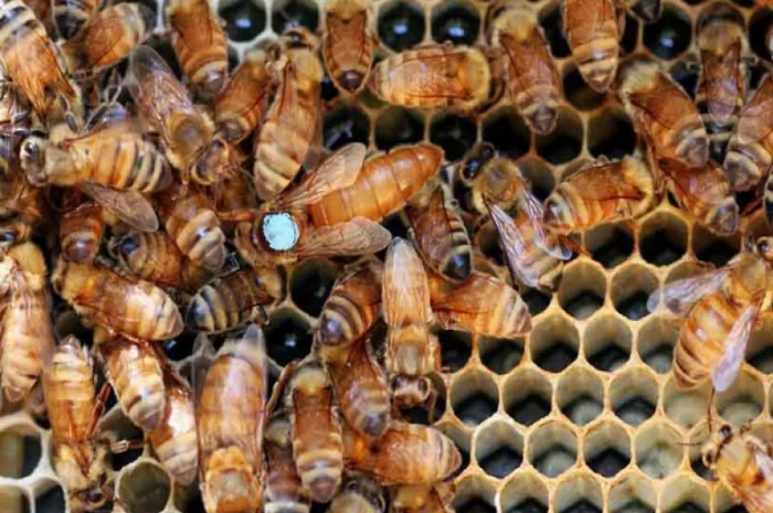 Продам матки итальянской породы- фото № 3