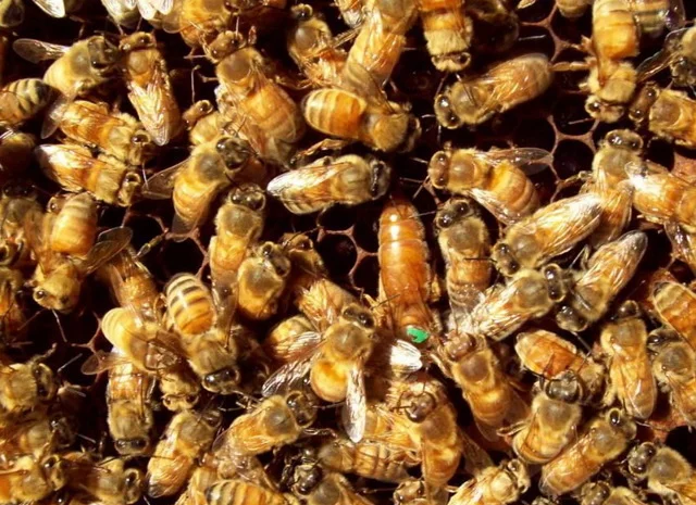 Продам матки итальянской породы- фото № 4