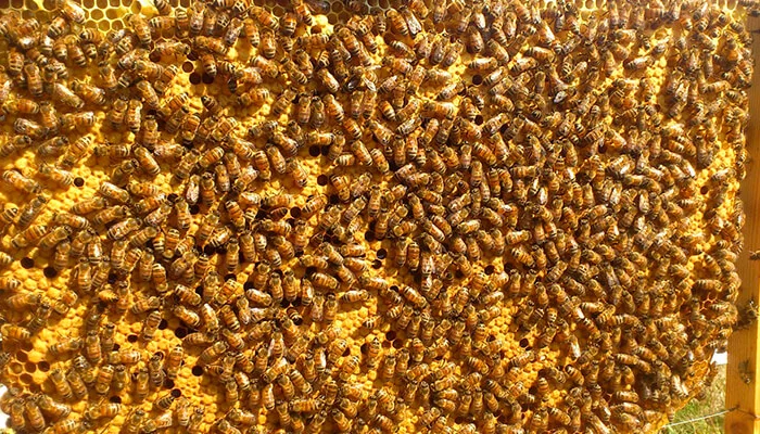 Продам матки итальянской породы- фото № 5