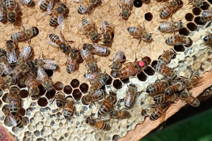 Матки Бакфаст – премиальная линия- фото № 2