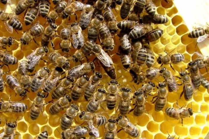 Продам бджолопакети Карпатка 2024- фото № 1