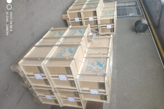 Пропонуються бджолопакети карпатської породи 2025 року- фото № 1