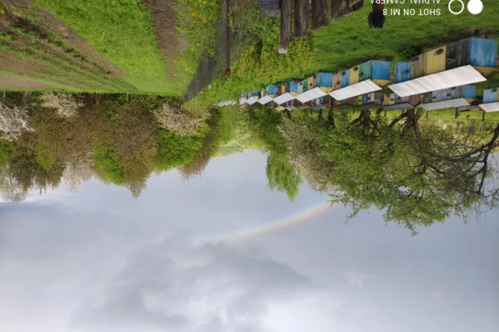 Пропонуються бджолопакети карпатської породи 2025 року- фото № 3