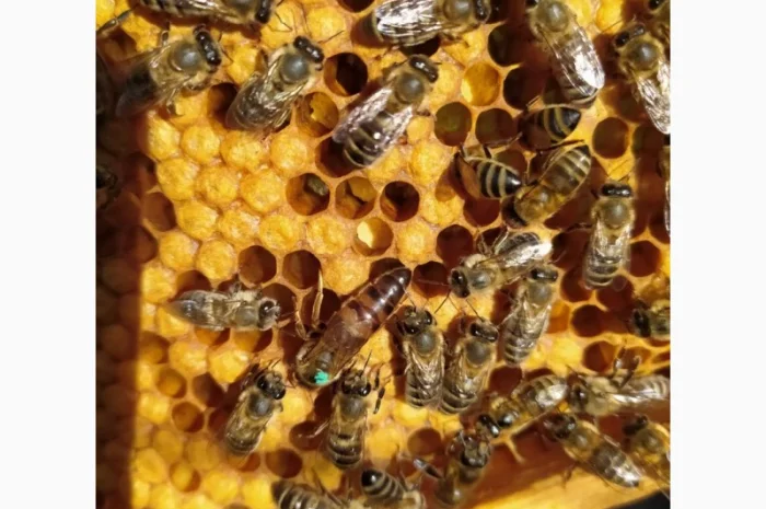 Продам пчелопакеты КАРПАТКА с доставкой по всей Украине- фото № 1