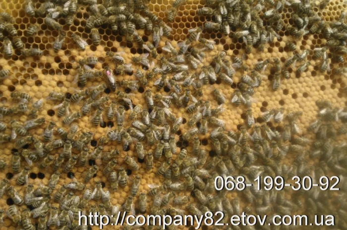 Пчелопакеты с молодыми пчеломатками Карпатской породы — доставка по всей Украине- фото № 1