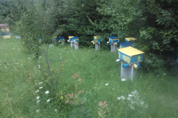 Пчелопакеты с молодыми пчеломатками Карпатской породы — доставка по всей Украине- фото № 3