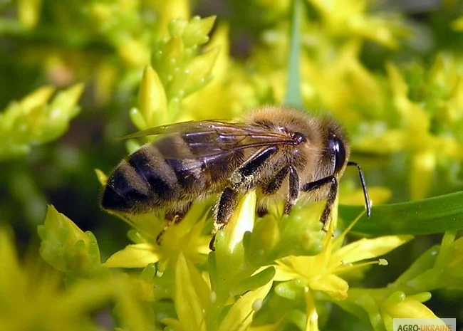 Пчелопакеты с молодыми пчеломатками Карпатской породы — доставка по всей Украине- фото № 5