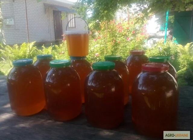 Пчелопакеты с молодыми пчеломатками Карпатской породы — доставка по всей Украине- фото № 8