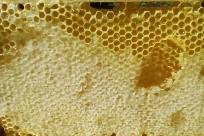 Пчелопакеты с молодыми пчеломатками Карпатской породы — доставка по всей Украине- фото № 9