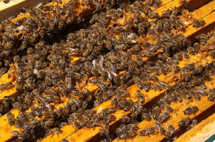 Пчелопакеты карпатской породы с доставкой по Украине- фото № 2