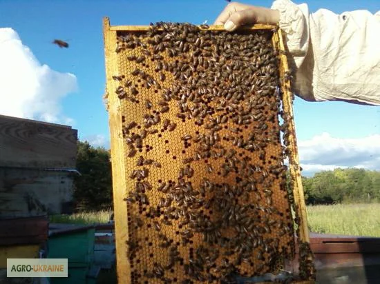 Пчелопакеты карпатской породы 5-рамочные- фото № 1
