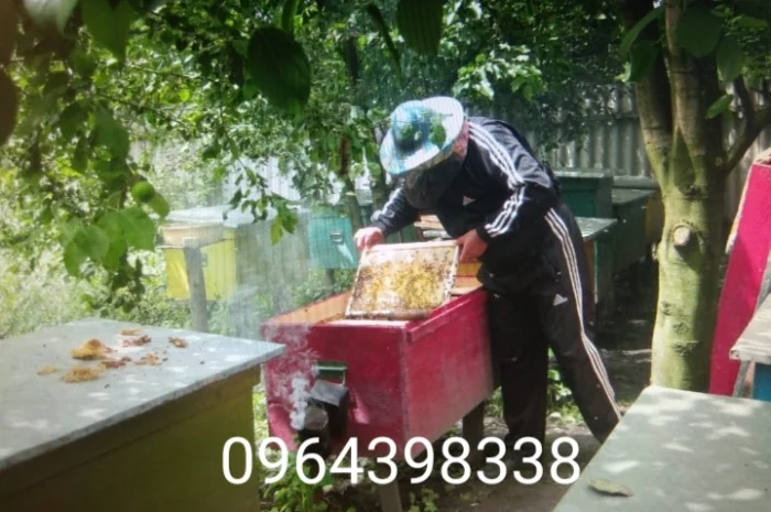 Продам бджолопакети та бджолосім'ї- фото № 1