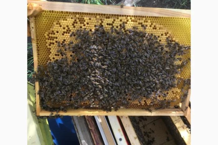 Продаются пчелопакеты Карника- фото № 3