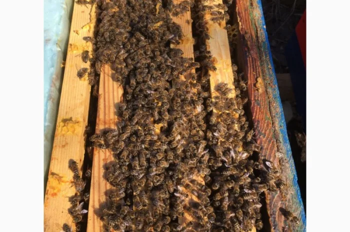 Продаются пчелопакеты Карника- фото № 4