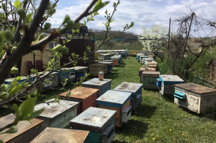 Пропонується бджолосім'я та бджолопакети- фото № 2