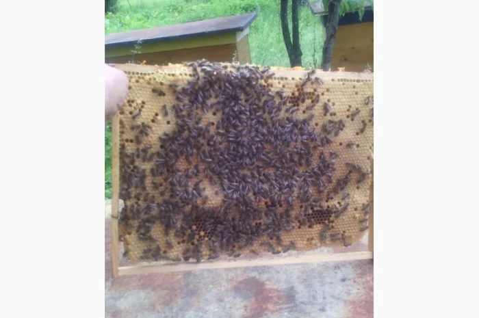 Продаются пчелопакеты карпатки с доставкой по трассе Чоп-Киев- фото № 1