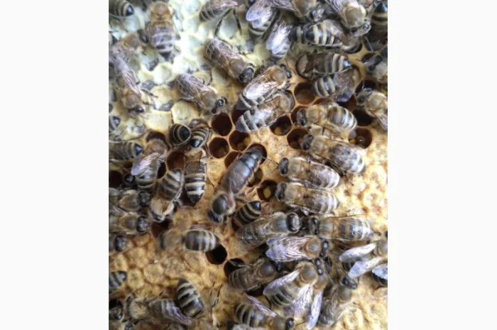 Продаются пчелопакеты карпатки с доставкой по трассе Чоп-Киев- фото № 2