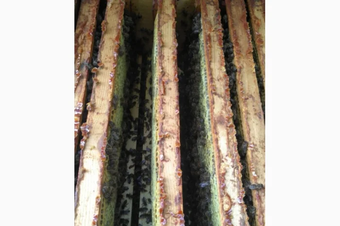 Продаются пчелопакеты карпатки с доставкой по трассе Чоп-Киев- фото № 3