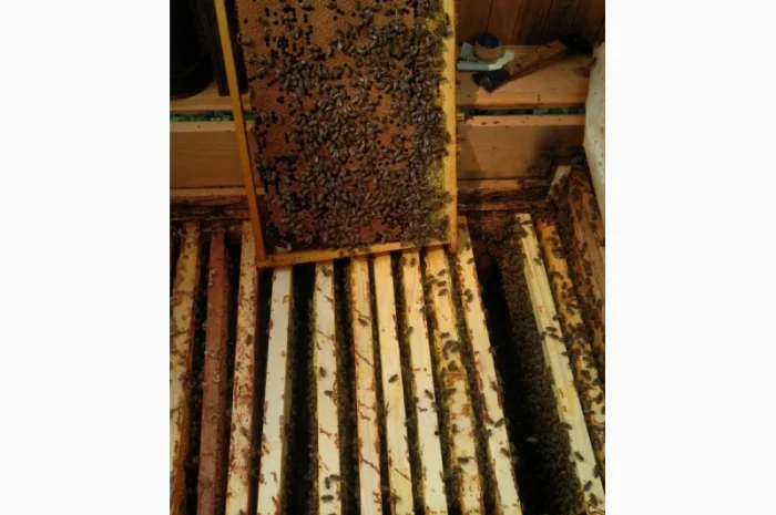 Продаются пчелопакеты карпатки с доставкой по трассе Чоп-Киев- фото № 4