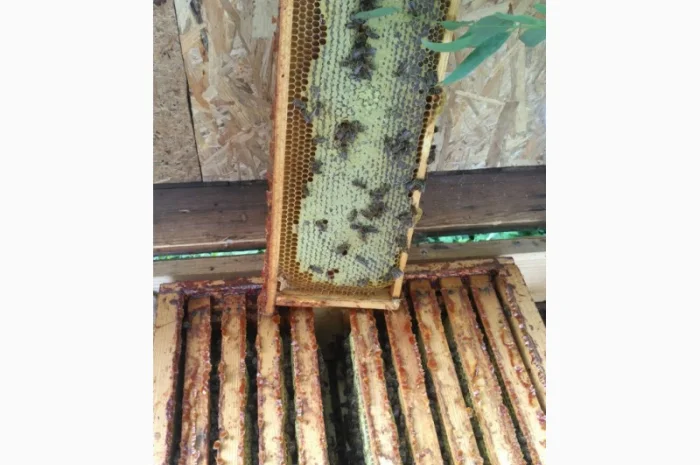 Продаются пчелопакеты карпатки с доставкой по трассе Чоп-Киев- фото № 5