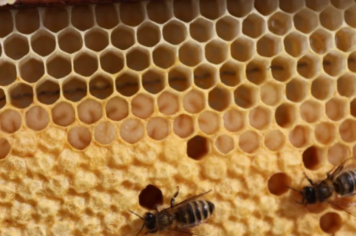 Пропонуються бджолопакети та матки 2025 року- фото № 1