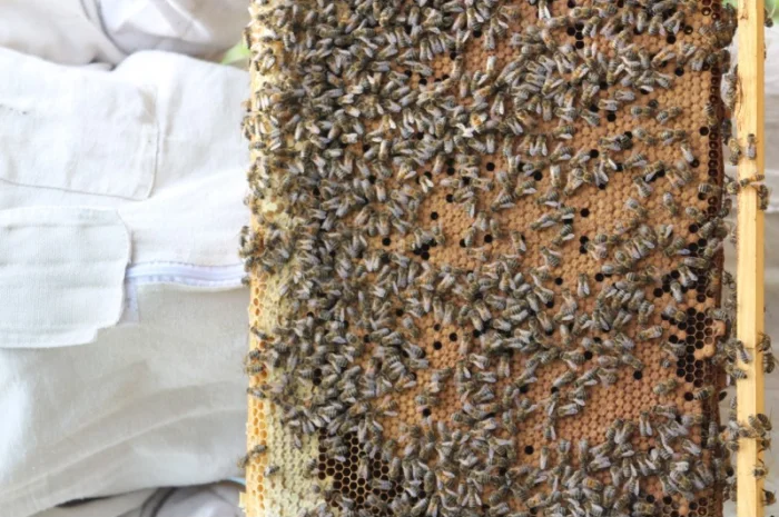 Продам бджолопакети та бджолосім’ї з власної пасіки- фото № 1