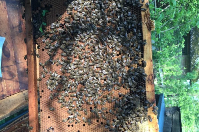 Продаются бджолопакеты от 1 до 100 единиц в начале мая- фото № 1