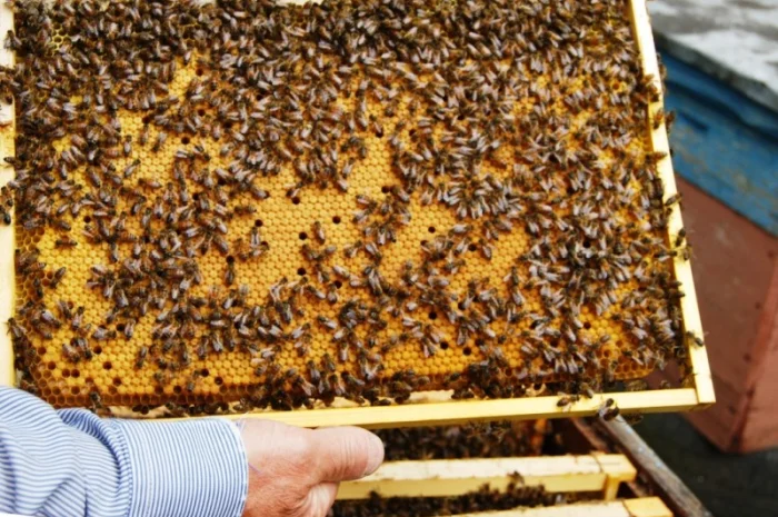 Продаються бджолопакети з матками 2025 року- фото № 5