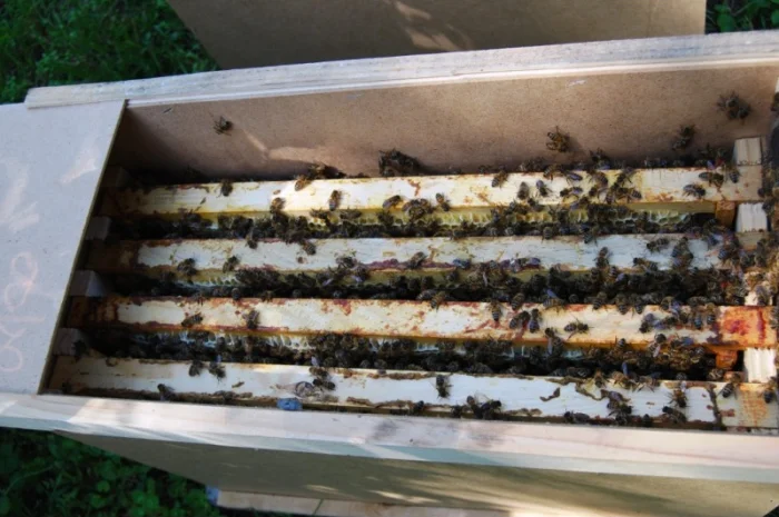 Продаються бджолопакети з матками 2025 року- фото № 3